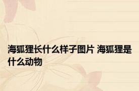 海狐狸长什么样子图片 海狐狸是什么动物