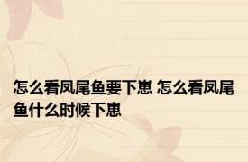 怎么看凤尾鱼要下崽 怎么看凤尾鱼什么时候下崽