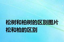 松树和柏树的区别图片 松和柏的区别