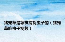 猪笼草是怎样捕捉虫子的（猪笼草吃虫子视频）