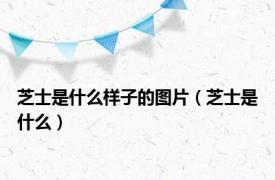 芝士是什么样子的图片（芝士是什么）