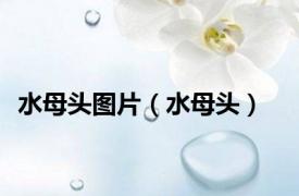水母头图片（水母头）