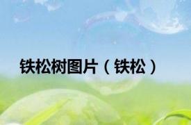 铁松树图片（铁松）