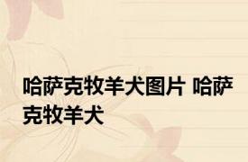 哈萨克牧羊犬图片 哈萨克牧羊犬 
